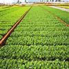 寻求黑龙江绿色农业生态园项目合作